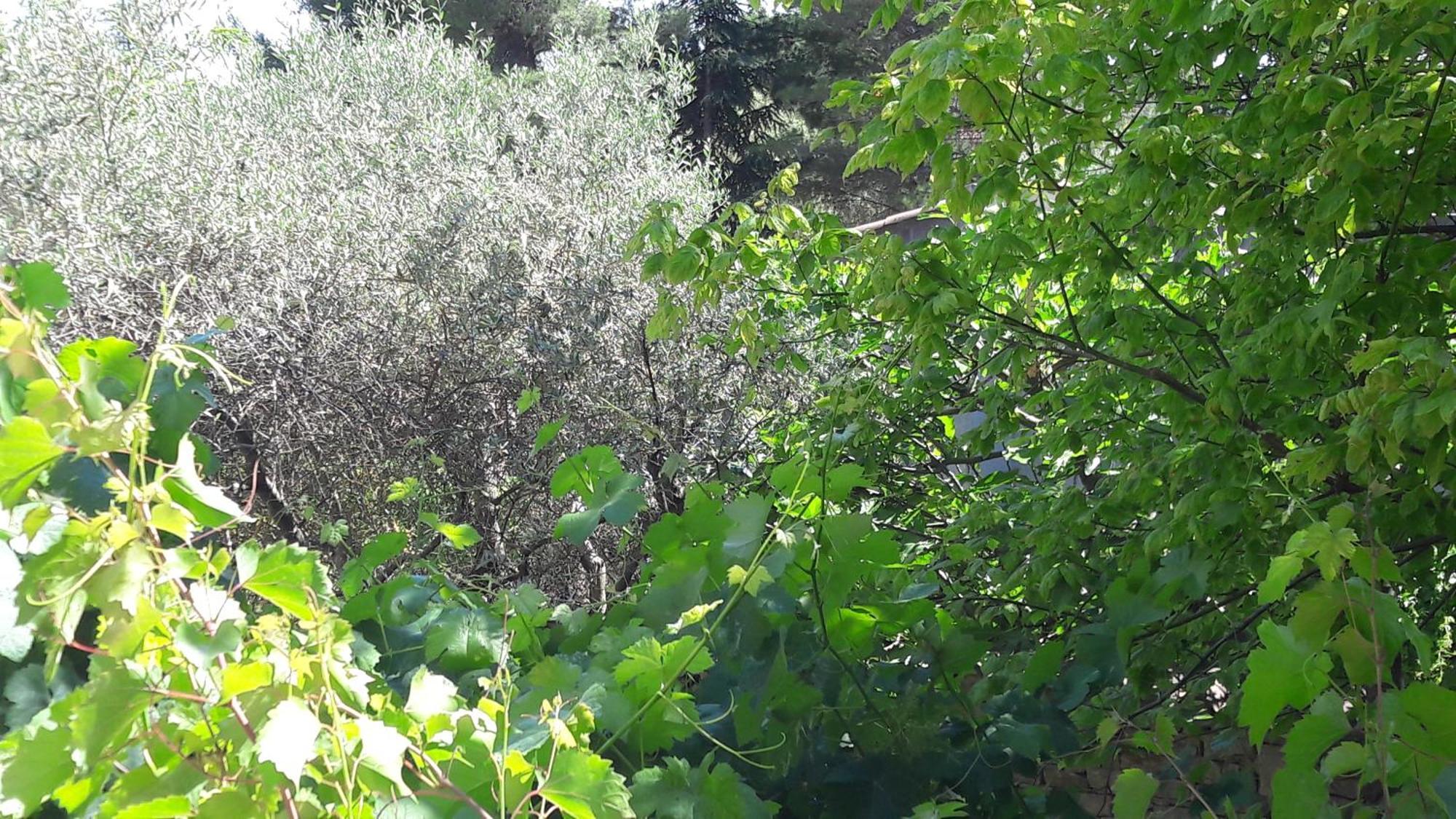 Bed and Breakfast Bastide Sainte Agnes Carpentras Exterior foto